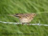 Meadow Pipit at Fleet Head (Don Petrie) (28802 bytes)